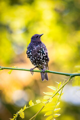 Starling