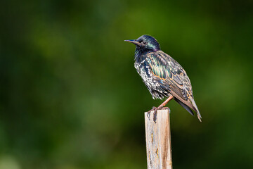 Starling