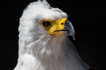 African Fish Eagle