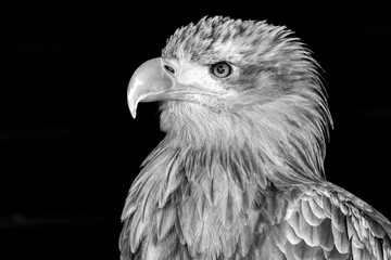 Sea Eagle