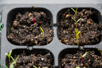 Seedling, land and seeds in black bowl