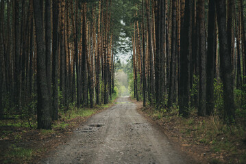 Fototapeta premium Dark moody forest