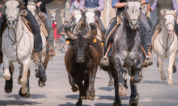 Bandido et abrivado dans une rue de village dans le sud de la France. Taureaux et chevaux de Camargue en libert&eacute; dans les rues. Tradition taurine.	