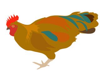 Young Rhode island red rooster isolated on white background. Cartoon standing on one leg brown cockerel icon, vector eps 10