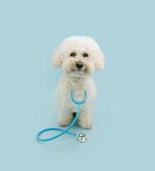 Poodle dog with stethoscope. Purebred pet puppy on reception at veterinarian doctor in vet clinic. Pet health care and animals concept