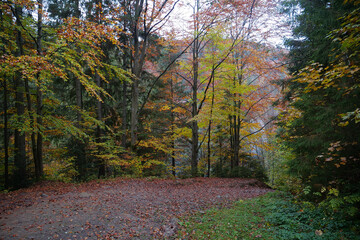 Beautiful autumn forest in Carpathian mountains