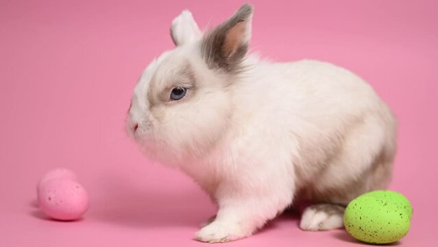 Easter Bunny on a pink background with colorful painted eggs.