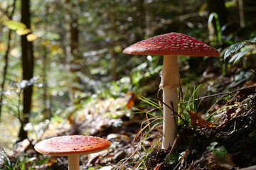 Big red fly agaric grows in autumn wood. Picturesque place in wood heart