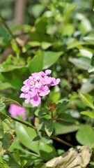 Lantana montevidensis also known as Purple lantana, Wild verbena, Trailing lantana etc