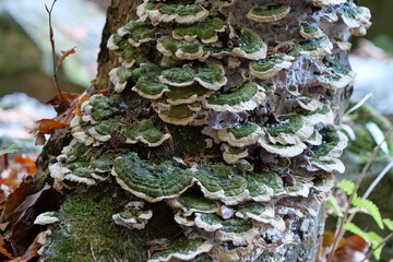 Green fungus growing on tree
