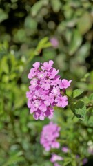 Fototapeta premium Lantana montevidensis also known as Purple lantana, Wild verbena, Trailing lantana etc