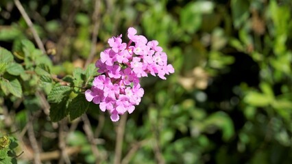 Lantana montevidensis also known as Purple lantana, Wild verbena, Trailing lantana etc