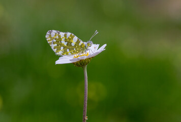 mountain butterfly story ; Euchloe ausonia