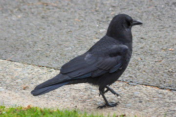 American Crow (Corvus brachyrhynchos) standing on asphalt pavement near grass