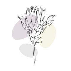 Protea flower line art drawing with color shapes on white background. Spring flowers bouquet. Outline vector illustration. 