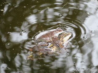 Paarung Frösche und Kröten 