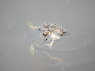 Paarung Frösche und Kröten 