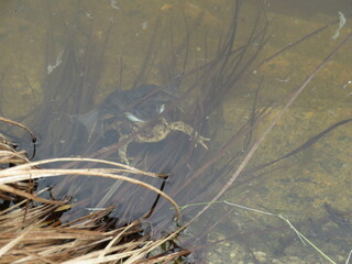 Paarung Frosch auf Kröte