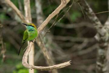 A side view of a bee eater in Yala National, Park Sri Lanka
