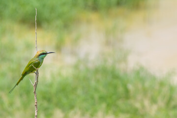 A beautiful bee eater in Yala National, Park Sri Lanka