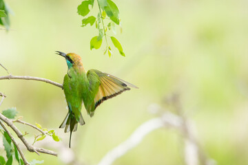 A rear view of a bee eater in Yala National, Park Sri Lanka