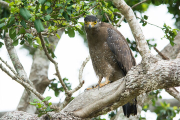 A Crested Serpent Eagle, Spilornis cheela on a tree branch in Yala National, Park Sri Lanka