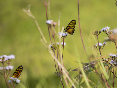 Plano de dos mariposas monarcas aliment&aacute;ndose de n&eacute;ctar de las flores en la naturaleza