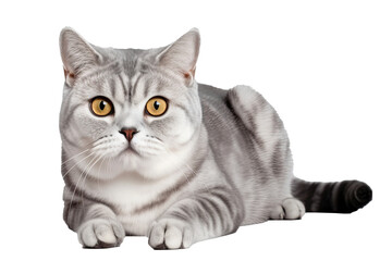 American Shorthair Cat on isolated transparent background, pngм. Generative AI