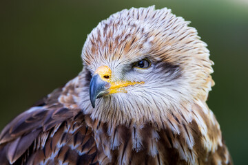 Red Kite