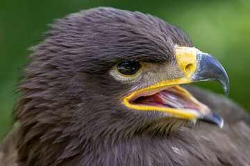 portrait of an eagle