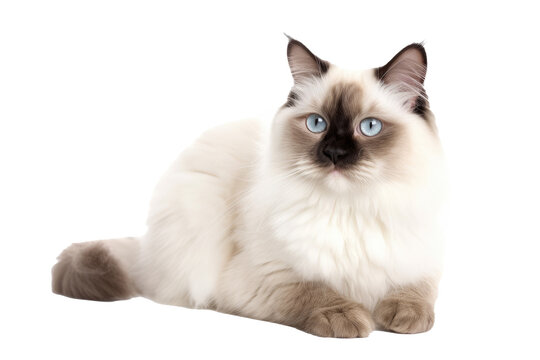 Birman Cat on isolated transparent background, png. Generative AI