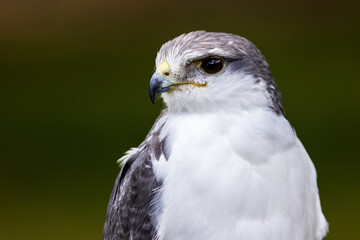close up of a hawk