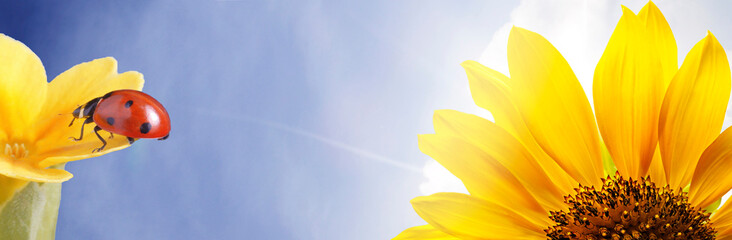 Field of blooming sunflowers on a clear sunny day, red ladybug on flower, ladybird creeps on stem of plant in spring in garden in summer