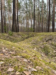landscape - early spring, in March in the forest stump with moss