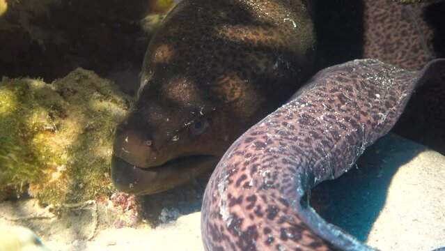 Giant moray eel in egypt red sea