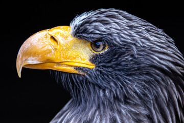 close up of an giant sea eagle