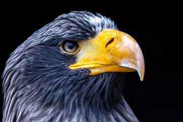 close up of an giant sea eagle