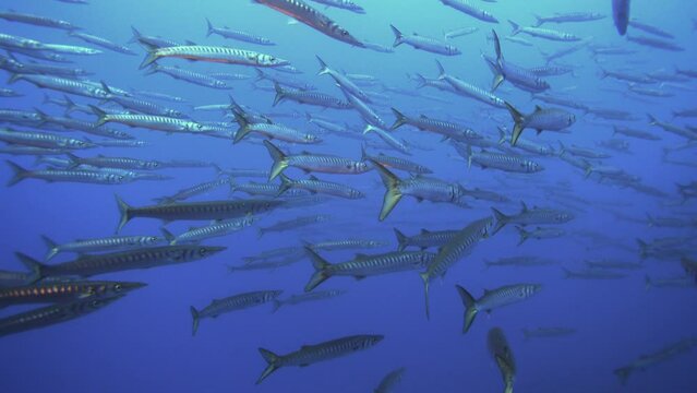 Diving in Elba Italy with a school of Barracuda (Sphyraena sphyraena)