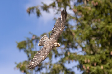 Hawk in flight