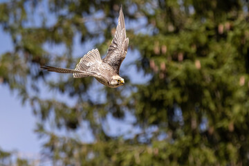 Hawk in flight