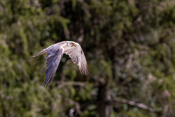 Hawk in flight