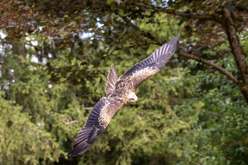 red tailed kite