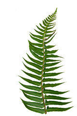 Wild fern frond on a white background