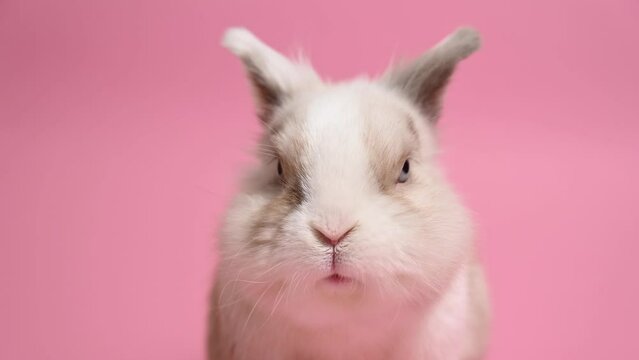 Portrait of a cute gray-white rabbit on a pink background.