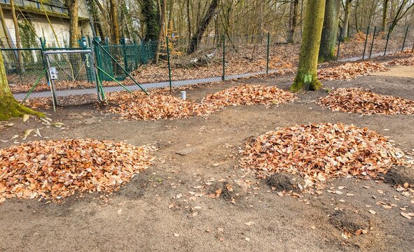Several piles of leaves in the forest