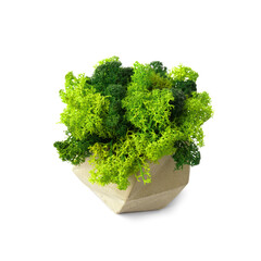 Stabilized moss in a flowerpot on a white background