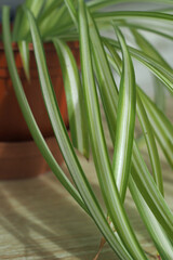 Close-up of leaves of common spider plant - Chlorophytum comosum