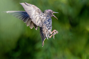 Starling