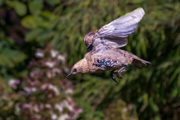 Starling