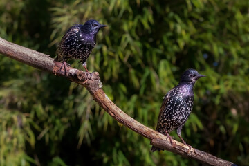 bird on a branch